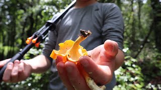 Foraging Chanterelle Mushrooms in Florida [upl. by Ecnahoy]