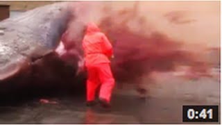 Une baleine explose VIDEO [upl. by Ecidnacal]