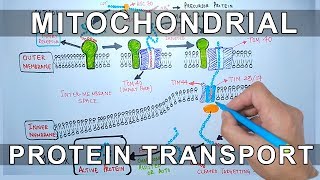 Protein Transport into Mitochondria [upl. by Prager]