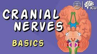 The Peripheral Nervous System Nerves and Sensory Organs [upl. by Eahsel850]