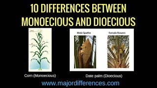 Difference between Bisexual Monoecious and Dioecious 🌺🌽 Plant Science biologyexams4u [upl. by Leicam]