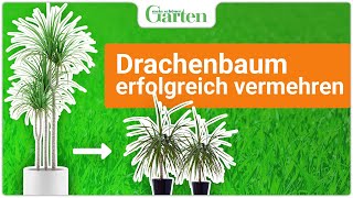 Drachenbaum vermehren Zwei einfache Methoden [upl. by Edna842]