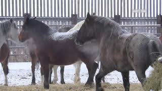 North American Horse Meat  Cruel Production and Endless Suffering [upl. by Mischa]