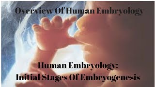 Human Embryology Initial Stages Of Embryogenesis [upl. by Gnem577]