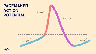 Pacemaker Action Potential [upl. by Noteloc]