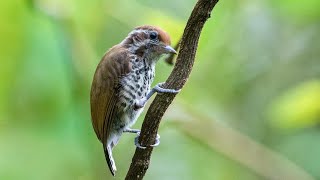 HK Birds 港鳥 Speckled Piculet 班姬啄木鳥 [upl. by Mairym]