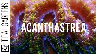 Acanthastrea Coral Care and Propagation [upl. by Eimmot]