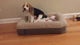 Small puppy big sound Beagle yelping [upl. by Sonstrom]