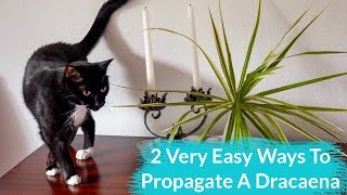 2 Very Easy Ways To Propagate A Dracaena [upl. by Nnaeerb]