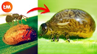 10 ZOMBIE ANIMALS Controlled By PARASITES 🦟😱 [upl. by Kaile278]