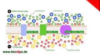 Ruhepotential der Nervenzelle [upl. by Einaoj]