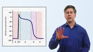 Cardiac Muscle Action Potential Diagram EXPLAINED [upl. by Remas130]