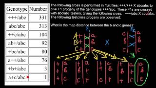 LINKAGE CROSSINGOVER amp GENE MAPPING IN DROSOPHILA [upl. by Llerdnod144]