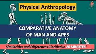 Comparative Anatomy of Man amp Apes  Humans VS Apes Similarity amp Differences  Physical Anthropology [upl. by Noyahs]