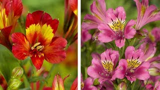 How to Plant Alstroemeria Peruvian Lily Summer Garden Guide [upl. by Ardnuahsal679]