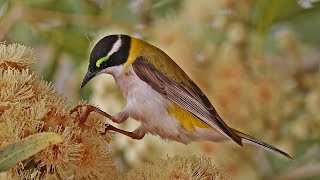 Honeyeaters of Australia [upl. by Htomit668]