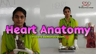 Heart anatomy in Bangla  Parts Blood supply Nerve supply  Viscera demonstration [upl. by Leanard]