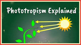 Phototropism Explained [upl. by Eugenides580]