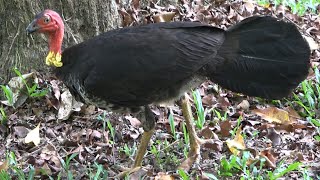 Australian Brushturkey Babinda Boulders QLD Australia [upl. by Gagliano]