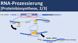 RNA Prozessierung Proteinbiosynthese 23  Biologie Genetik Oberstufe [upl. by Ainorev]