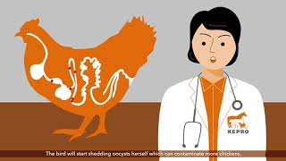 Coccidiosis in broilers and layer pullets [upl. by Tannie]