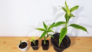 Lucky Bamboo Propagation in Soil by Stem Cuttings  Lucky Bamboo Propagation [upl. by Doowrehs363]