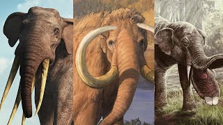 The Evolution of the Elephant [upl. by Ajiram]