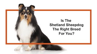 Everything you need to know about Shetland Sheepdog puppies 2019 [upl. by Nosiddam]