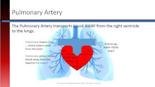 Phlebotomy Lesson 23 Cardiac Vessels [upl. by Suoivatco]