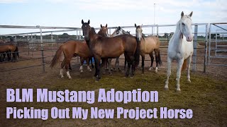 BLM MUSTANG ADOPTION  Picking Out My New Project Horse [upl. by Remmer]