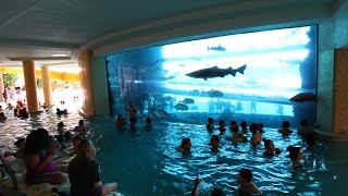 SHARK POOL WATER SLIDE  Las Vegas [upl. by Nett]