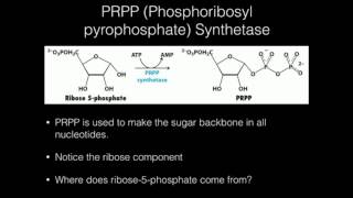 PRPP Synthetase Function [upl. by Nomis367]