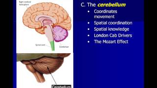 Neuroscience Subcortical Structures [upl. by Ynhoj]