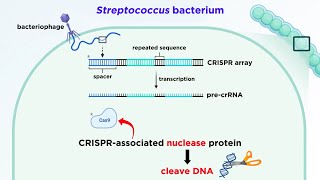 CRISPRCas9 Genome Editing Technology [upl. by Ayat]