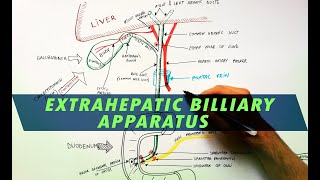 Extrahepatic Biliary Apparatus  Cystohepatic Triangle  Anatomy Tutorial [upl. by Vince337]