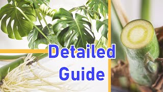 How To Propagate MONSTERA DELICIOSA 2 EASY Ways DETAILED [upl. by Handal222]