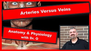 Arteries and Veins Anatomy and Physiology [upl. by Zamora]