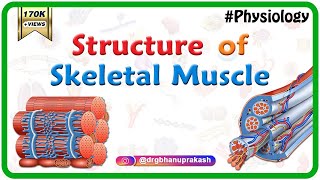 Structure of a skeletal muscle  Muscle Physiology Animations  USMLE videos [upl. by Hales13]