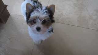 Biewer Yorkshire Terrier 4 Sale [upl. by Mulry]