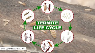 THE LIFE CYCLE OF THE TERMITE [upl. by Juni]