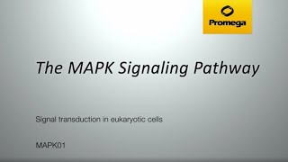 The MAPK Signaling Pathway [upl. by Marceau]