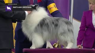 Shetland Sheepdogs  Breed Judging 2019 [upl. by Virginie762]