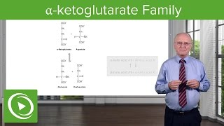 αketoglutarate Family amp Glutamine Synthesis – Biochemistry  Lecturio [upl. by Gwenny358]