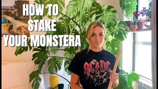 How To Stake Your Monstera Deliciosa [upl. by Esilram]