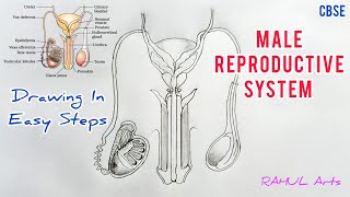 How to draw male reproductive system in easy steps cbse 12th Biology  NCERT class 12  science [upl. by Ydor]