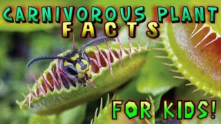 Carnivorous Plant Facts for Kids [upl. by Ainesell535]