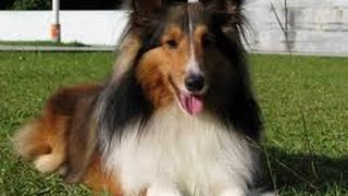 Shetland Sheepdog Sheltie [upl. by Yunfei]