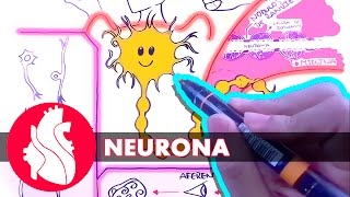 Sistema Nervioso  La neurona [upl. by Nodnab]