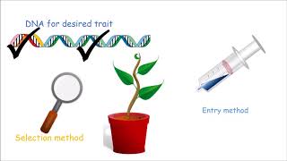 How to Make a Genetically Modified Plant [upl. by Henricks]