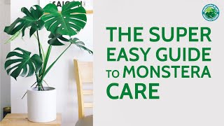 The Super Easy Guide to Monstera Care  Houseplant Resource Center [upl. by Humbert892]